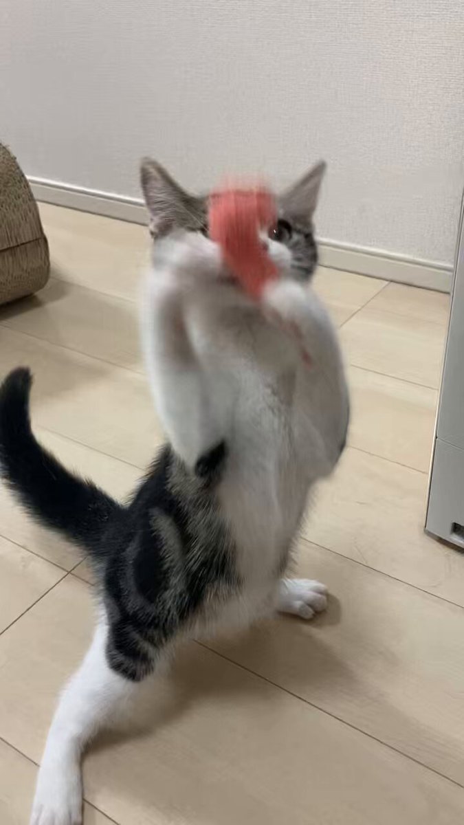 このこねこのこ 21点パーツまとめ Amazon.co.jp: デコレコーポレーション こたつむり猫 ZCB-86344