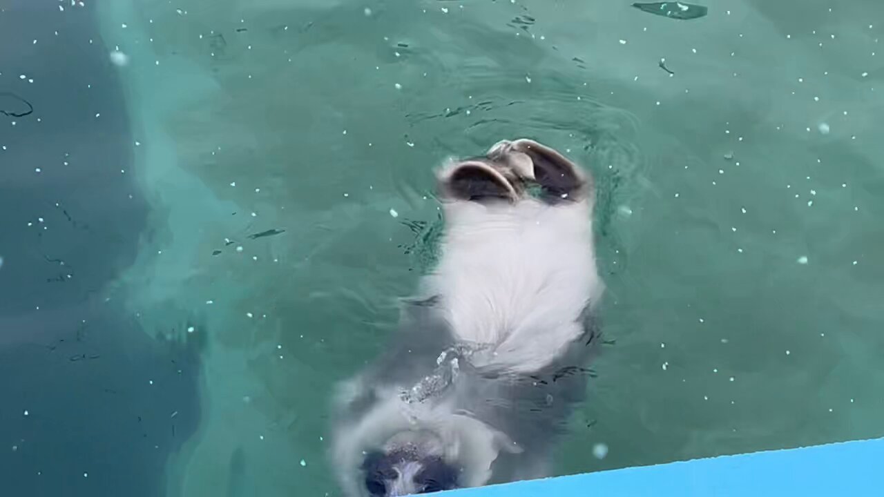 あさま確認ページ♡ 鼻の穴もチャームポイントのアグ😤💙 開いても閉じてもかわいい