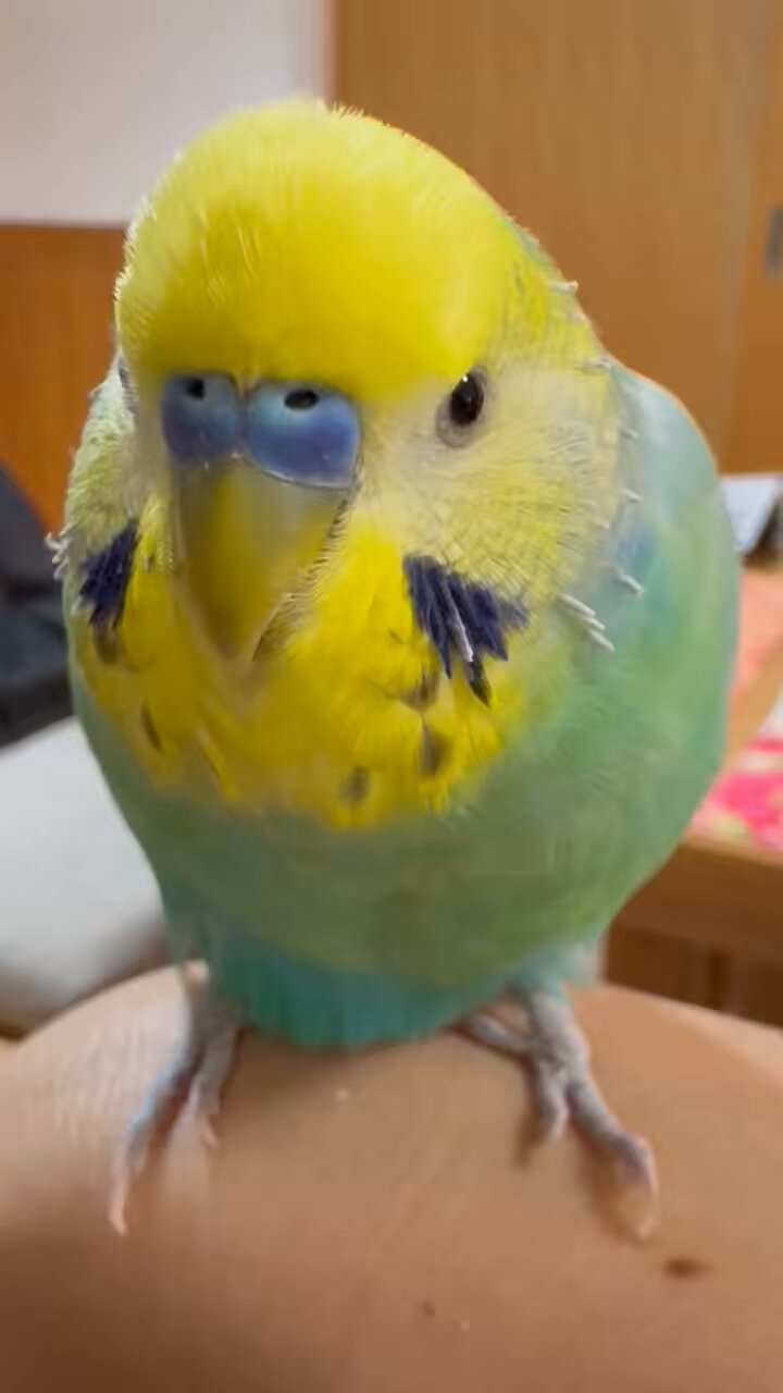 インコすずめ はち@永遠の鳥飼い on X: 