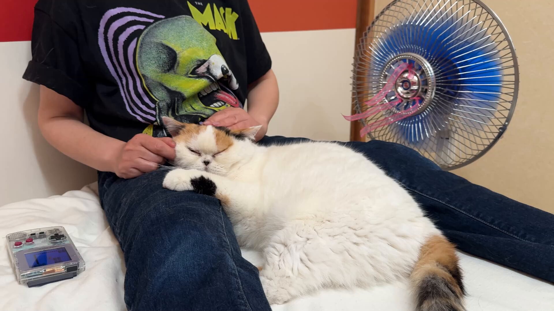 ねこたろうさん専用 猫は液体 on X: 