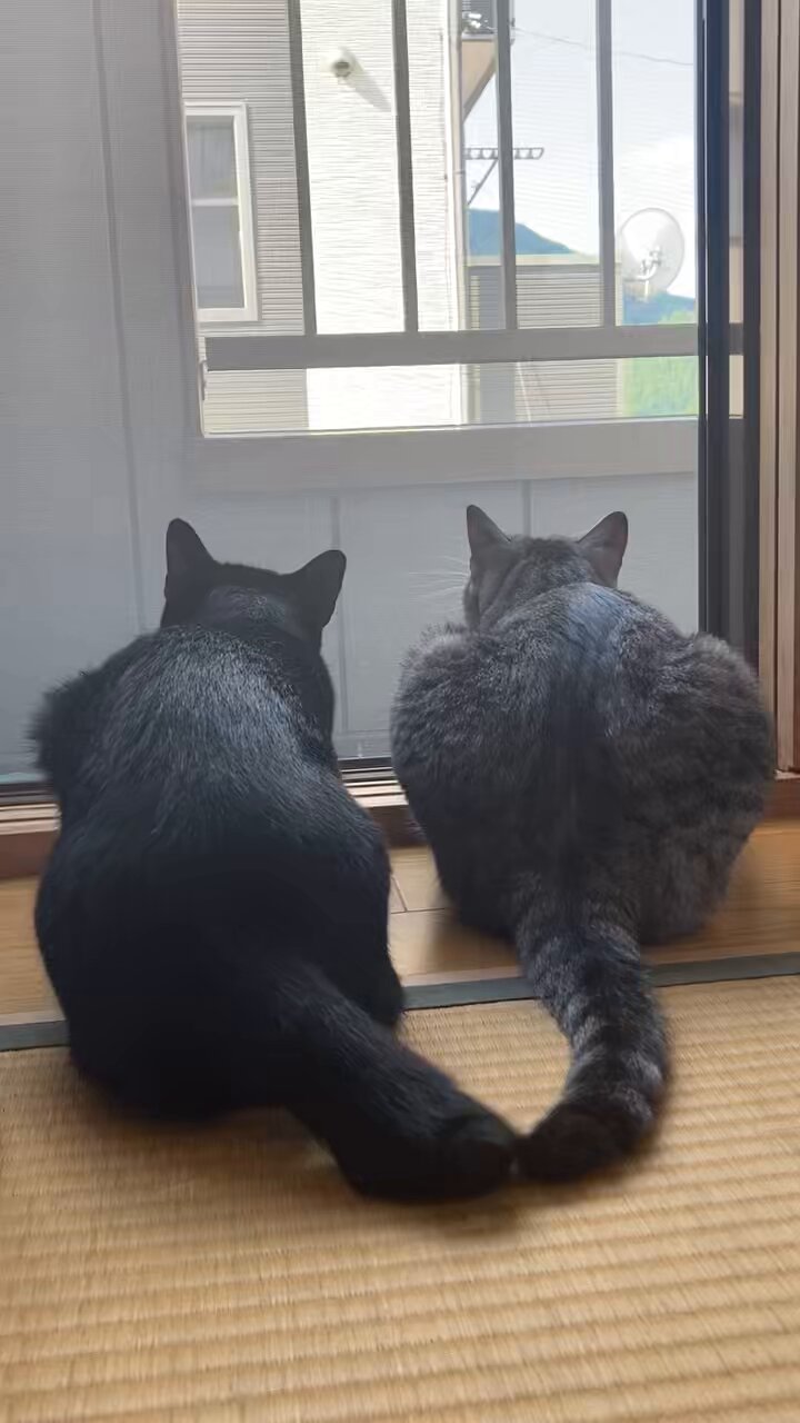 KURO猫様 ROSSOさん𝕏 🐈🐈‍⬛🐍 on X: 