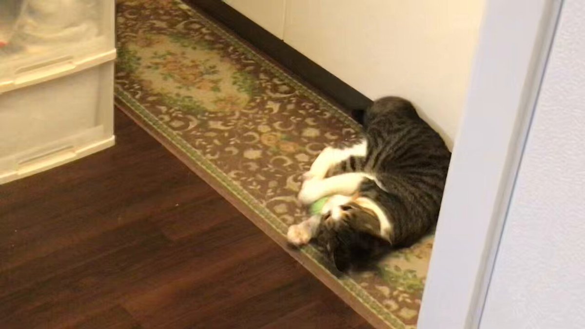 猫猫 - Search / X