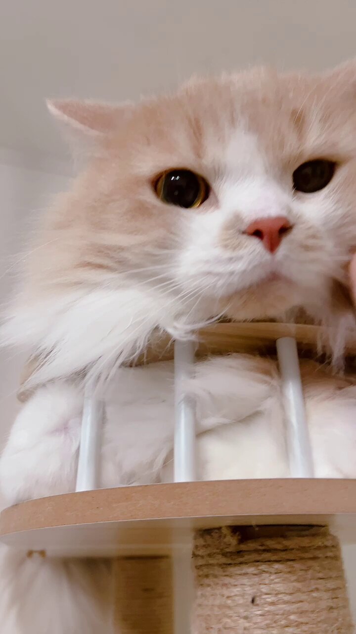 mog ·͜· ꕤ︎︎ページ mog (@mogmogmog312) / X
