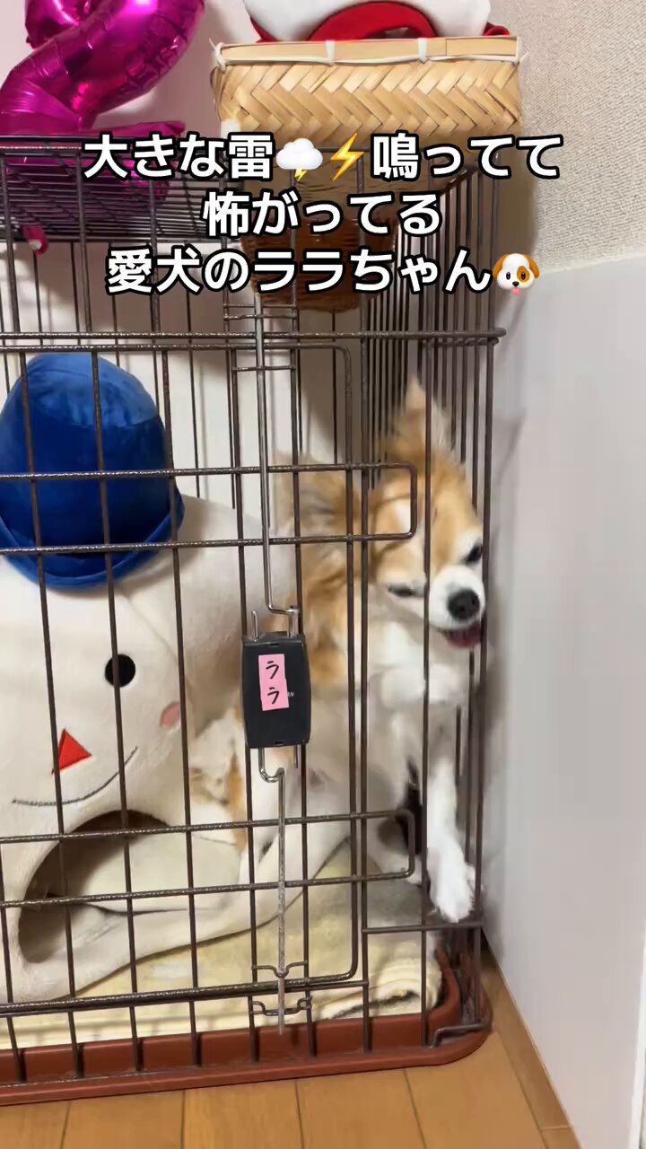 ASDももちゃん on X: 