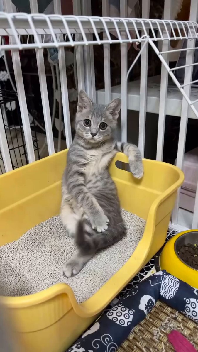 くまねこ様 くまねこ様 ご専用ページ250722 - メルカリ