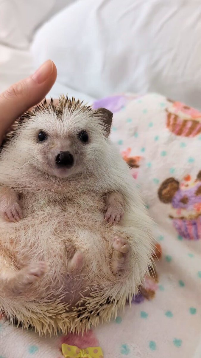 ハリネズミページ 71g1B0+6dxL.jpg