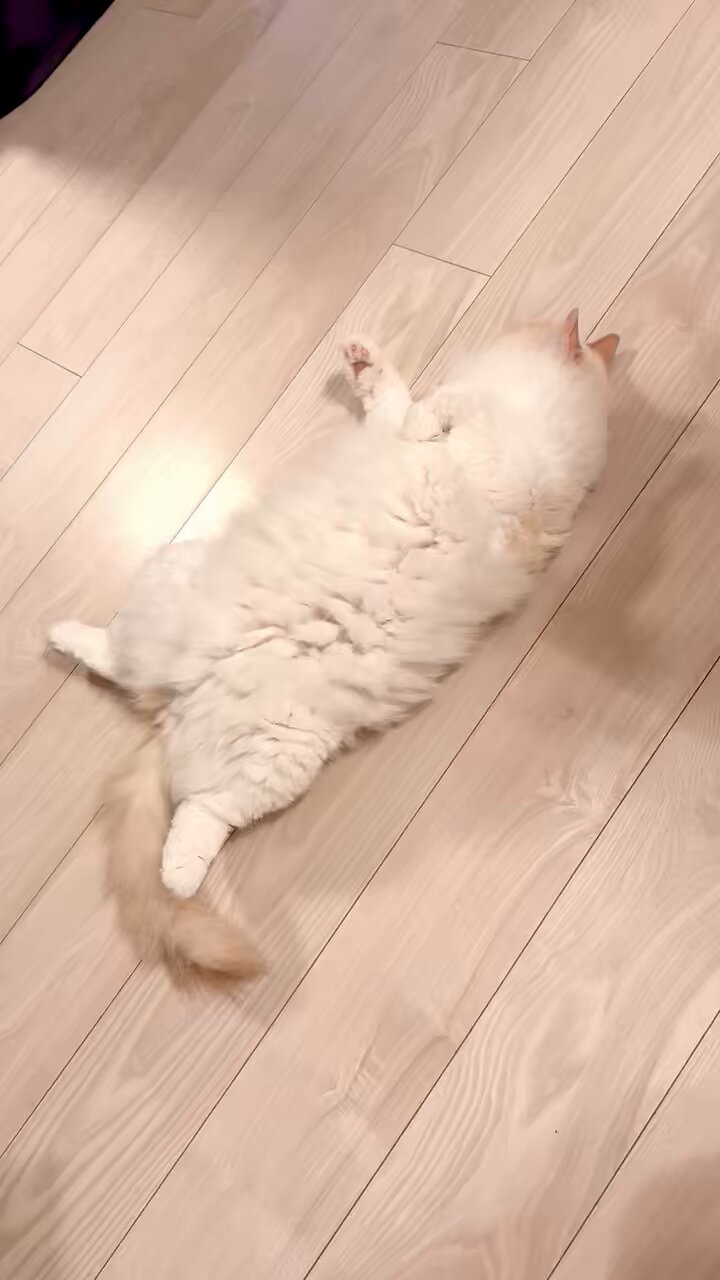 倉持明日香🐾 on X: 