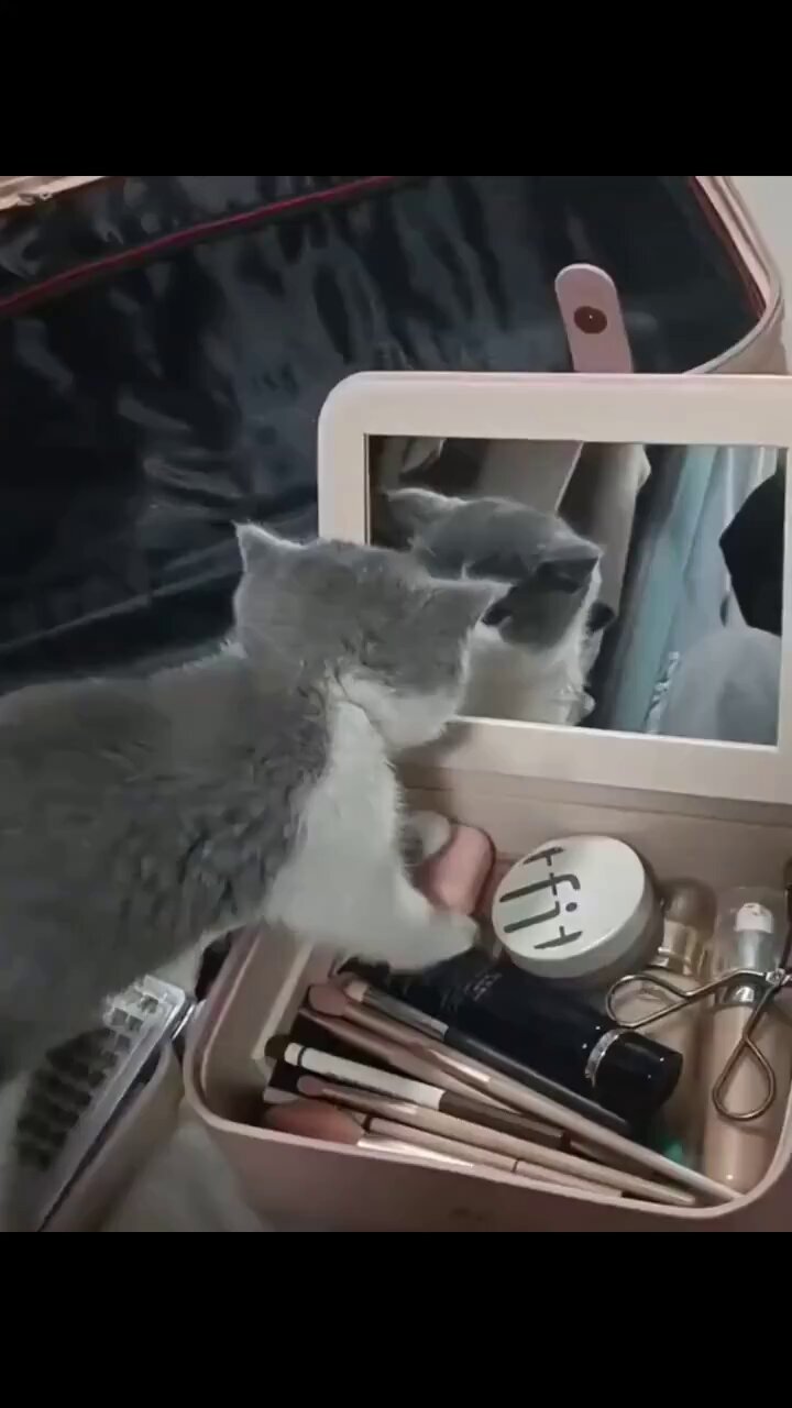 こねこ図鑑 on X: 