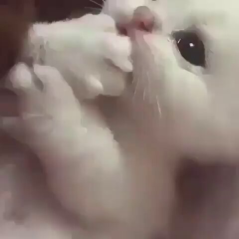 ❁ねこ❁ あるれるろ on X: 