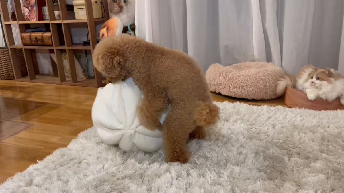 kinaです。トイプーちゃん Amazon.co.jp: おさんぽしよう!とことこワンちゃん トイプードル