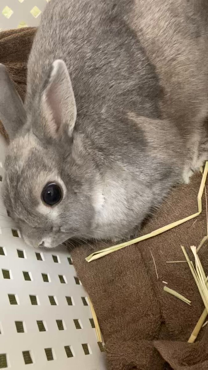 うさぎさん専用 公式】ジェックス GEX Small Animal🐰 | 【うさ🐰飼いさん必見