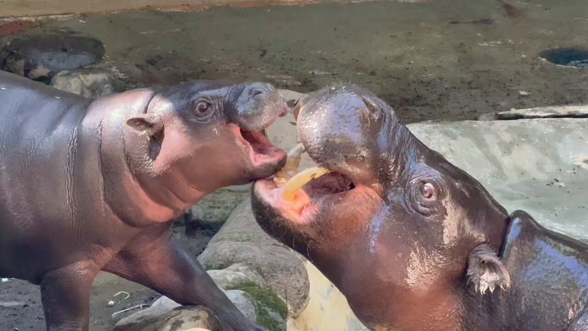 早い物勝ち❗️Xで人気爆上中作家ちはの❗️額付き原画！「お花に集まる動物ちゃん」 はからーと - Search / X