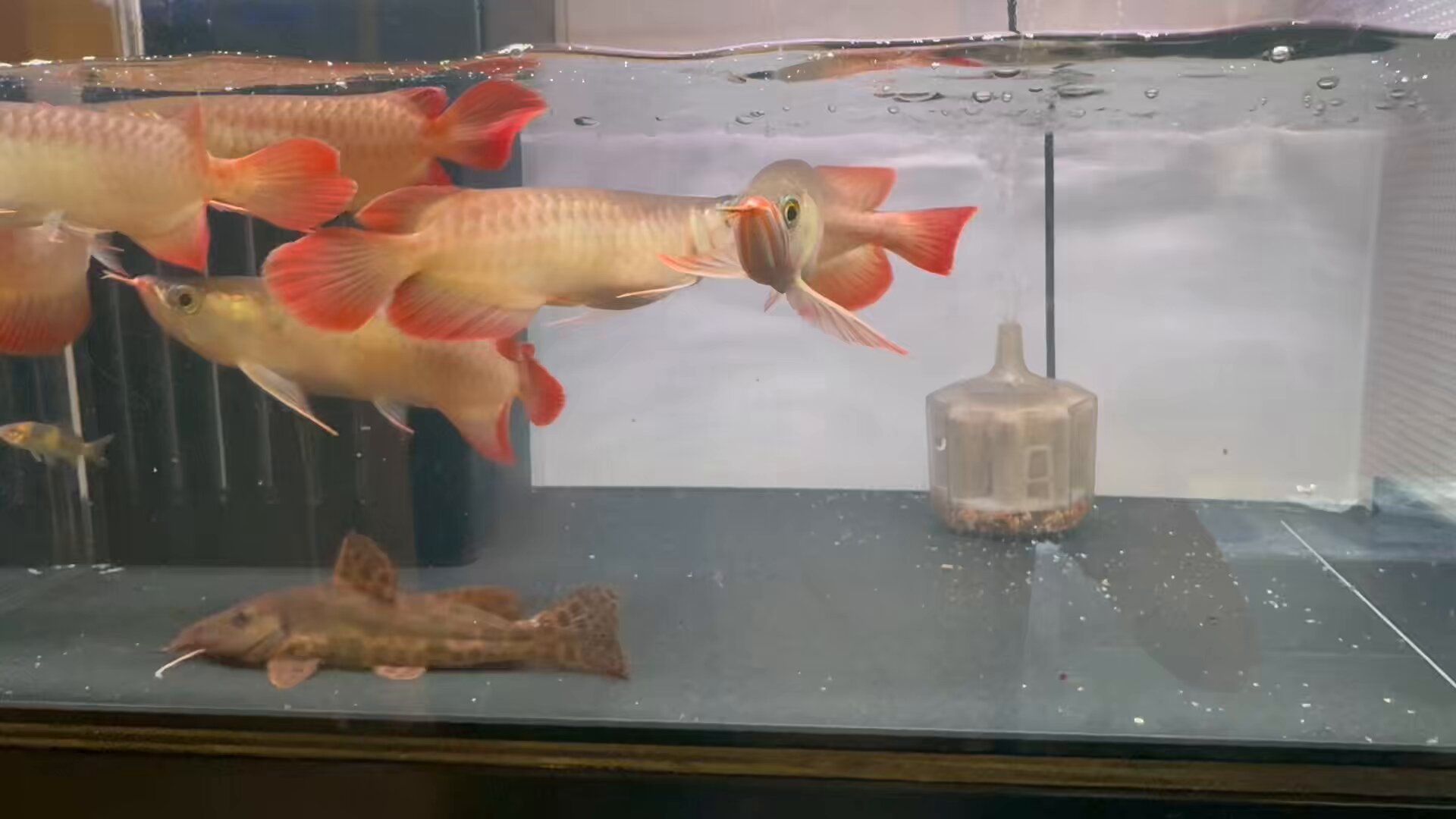 金魚　様 NISHIKIGOI (@ishitosa) / X