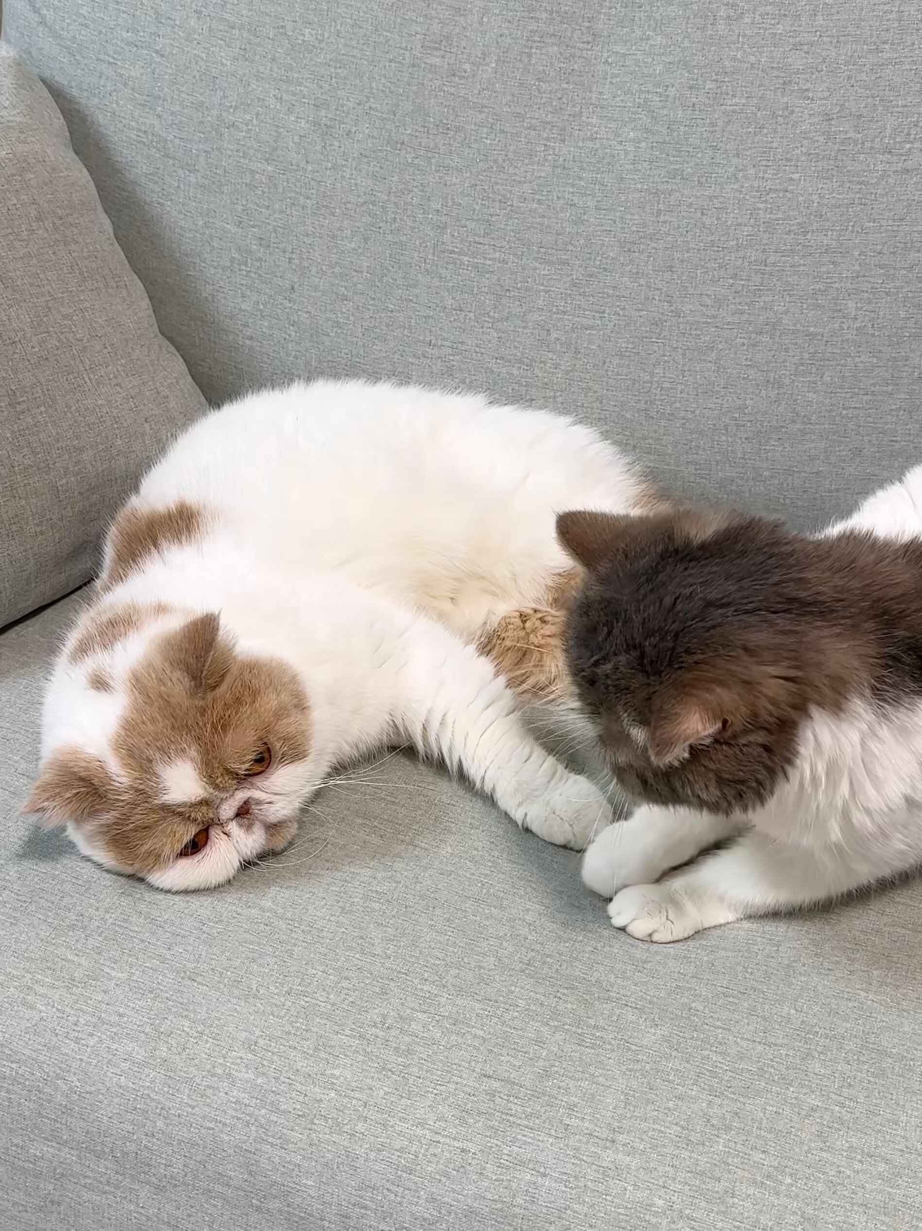 【まま猫(ΦωΦ）】注意→プロスペクターのみ１台です‼️ 楽天市場】【P5☆10%OFF 24時間限定!!】FEANDREA キャットタワー