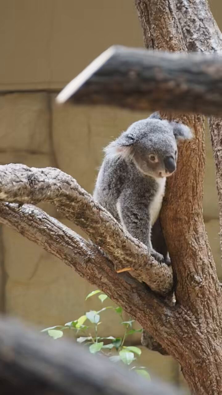 コアラ コアラのワトル🐨 on X: 