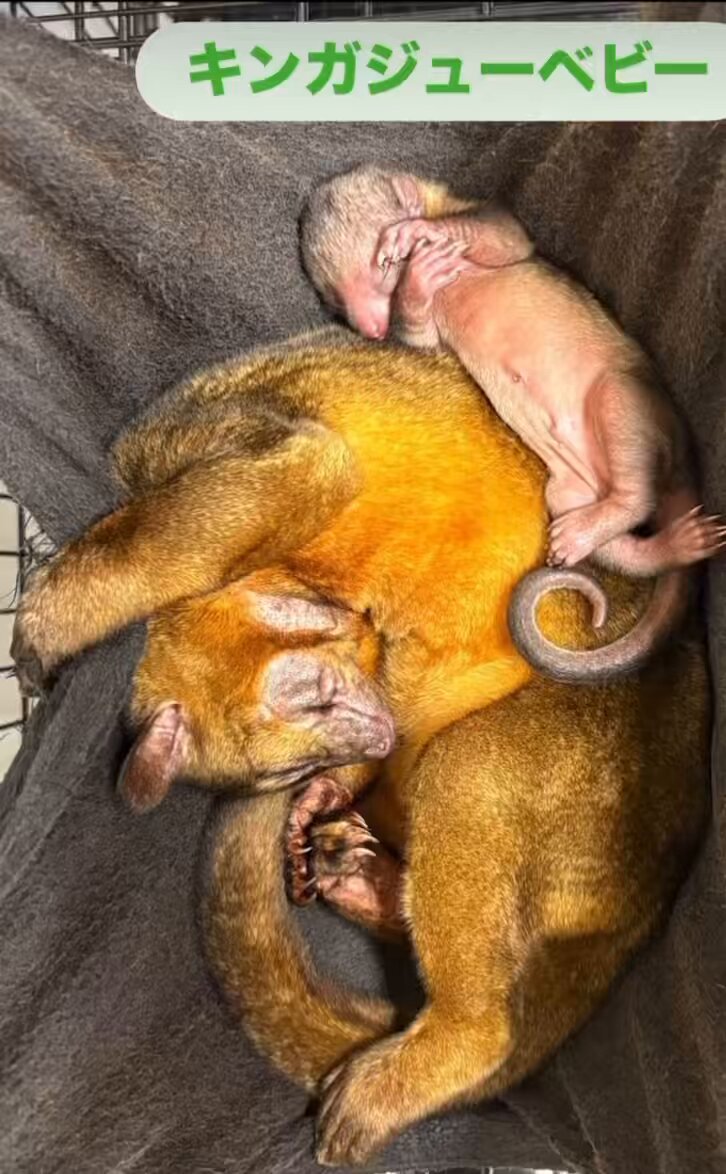 不思議な動物 とっても奇妙だけど実在してる動物たち13選 | ギズモード・ジャパン