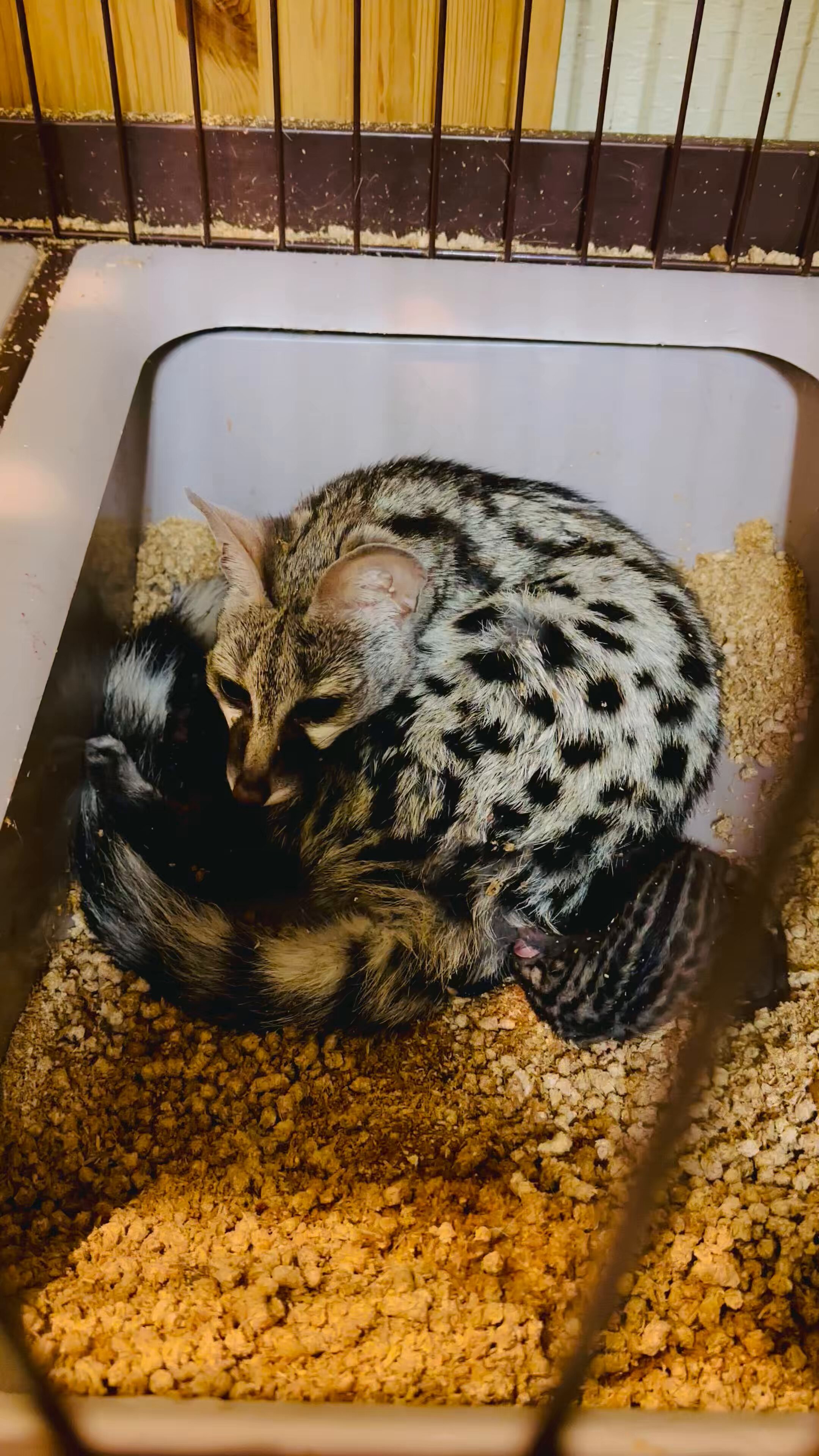 不思議な動物 71Wd2HQgyiL._UF350,350_QL50_.jpg