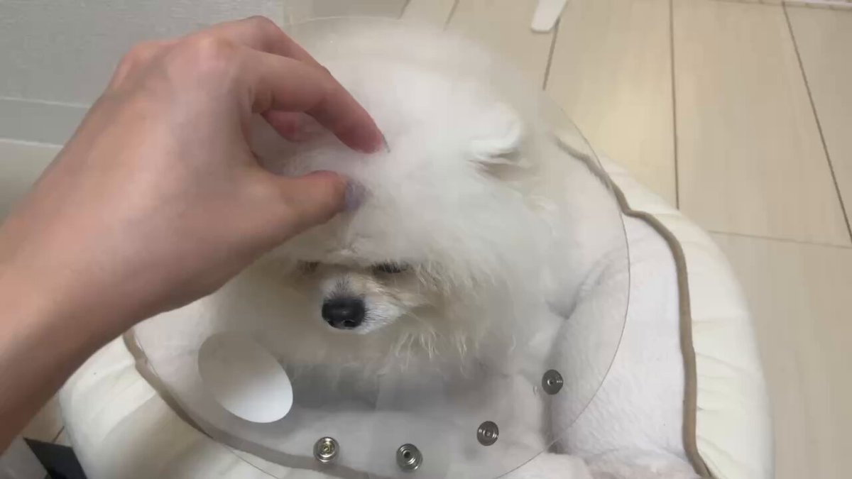 とろろ犬　エメラルド ポメックスのとろろくん (@tororo.0507) • Instagram photos and