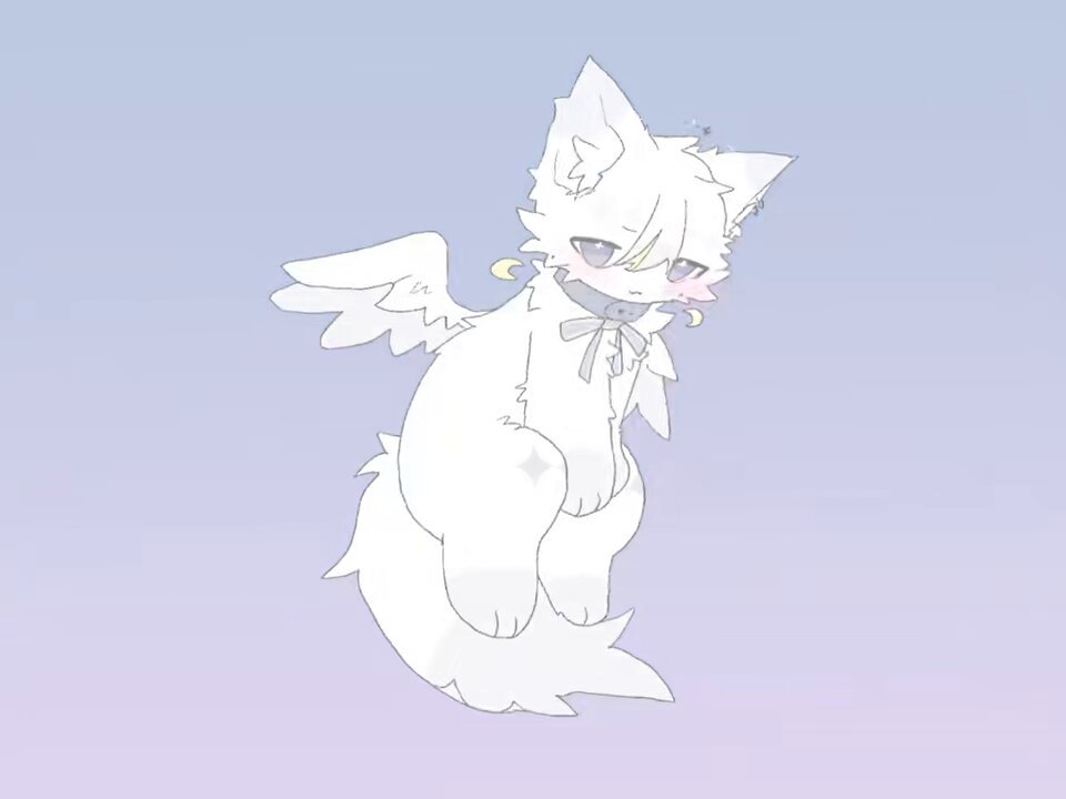 猫ちぃ♪ ちぃちゃんの正式譲渡が決まりました🎉 先住猫さんとの相性も