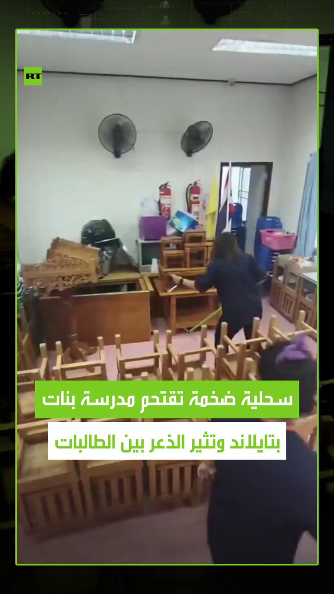 صدمة في مدرسة تايلاندية.. معلمة تصور لحظة دخول سحلية عملاقة إلى ساحة مدرسة بنات ما تسبب في ذعر كبير بين الطالبات والمعلمات. #سحلية 