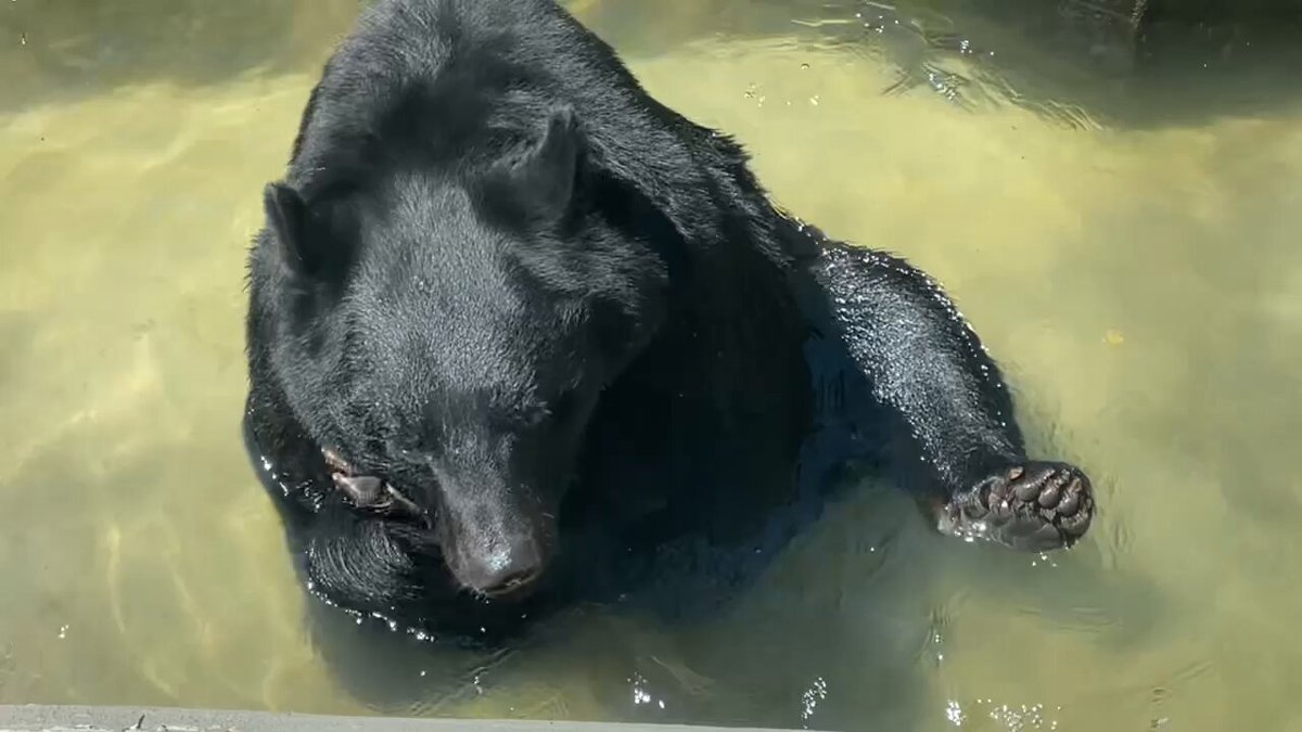 【まーちゃんさま】*pottery animal ✵ツリーを見つめる ワンちゃん 堂々と座る牧羊犬に近づく体高70cmの小さな月毛馬とおじいちゃん