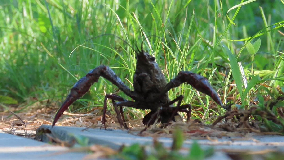 矢板緑　ザリガニ CRAWFISH