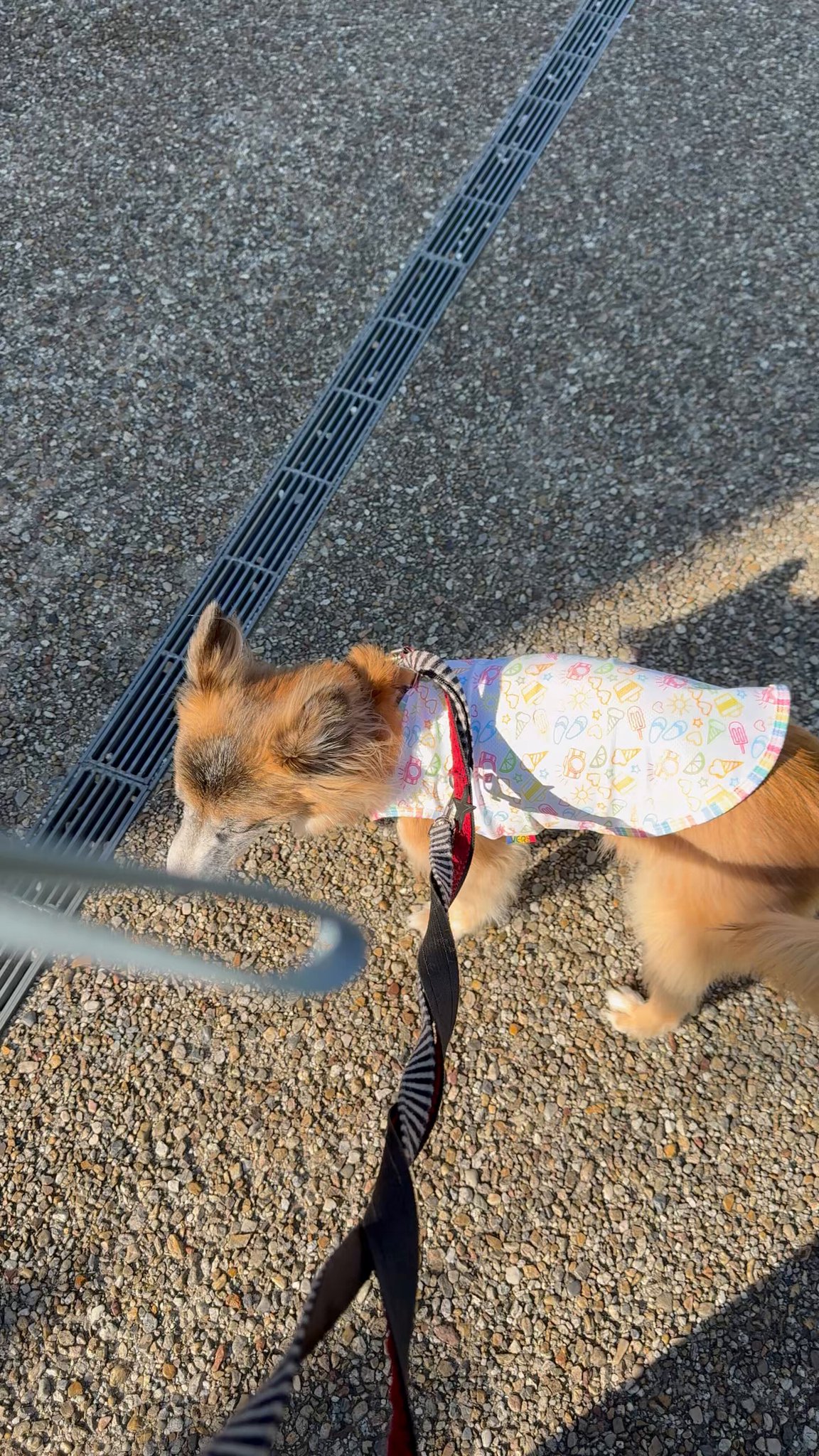yqyさん　成犬 YokoGregory on X: 