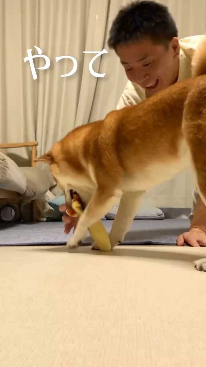 キングこま犬様☆専用  後半ページ 柴犬こむぎとボクの三浦半島のあるじ on X: 