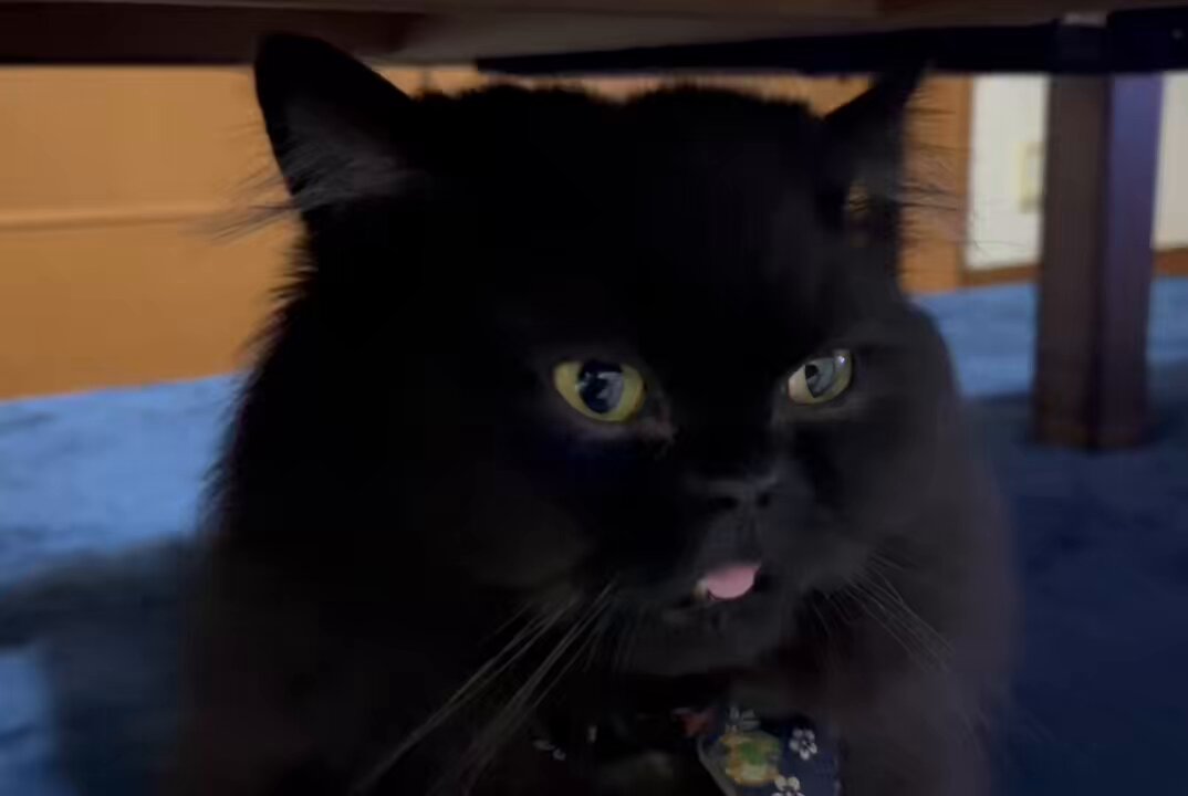ねこ好き キバねこクロム on X: 