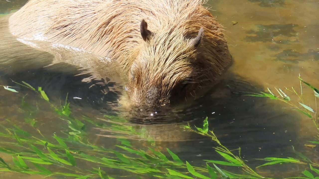カピバラ(プロフィールをご確認ください) カピバラ (Capybara)