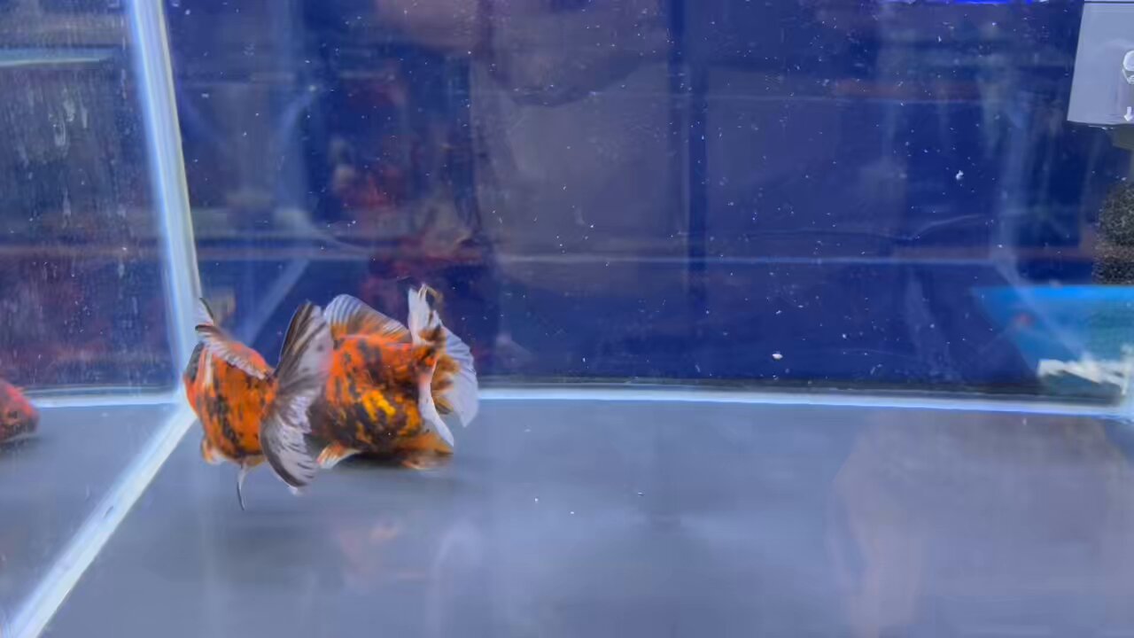 金魚の倉庫 on X: 