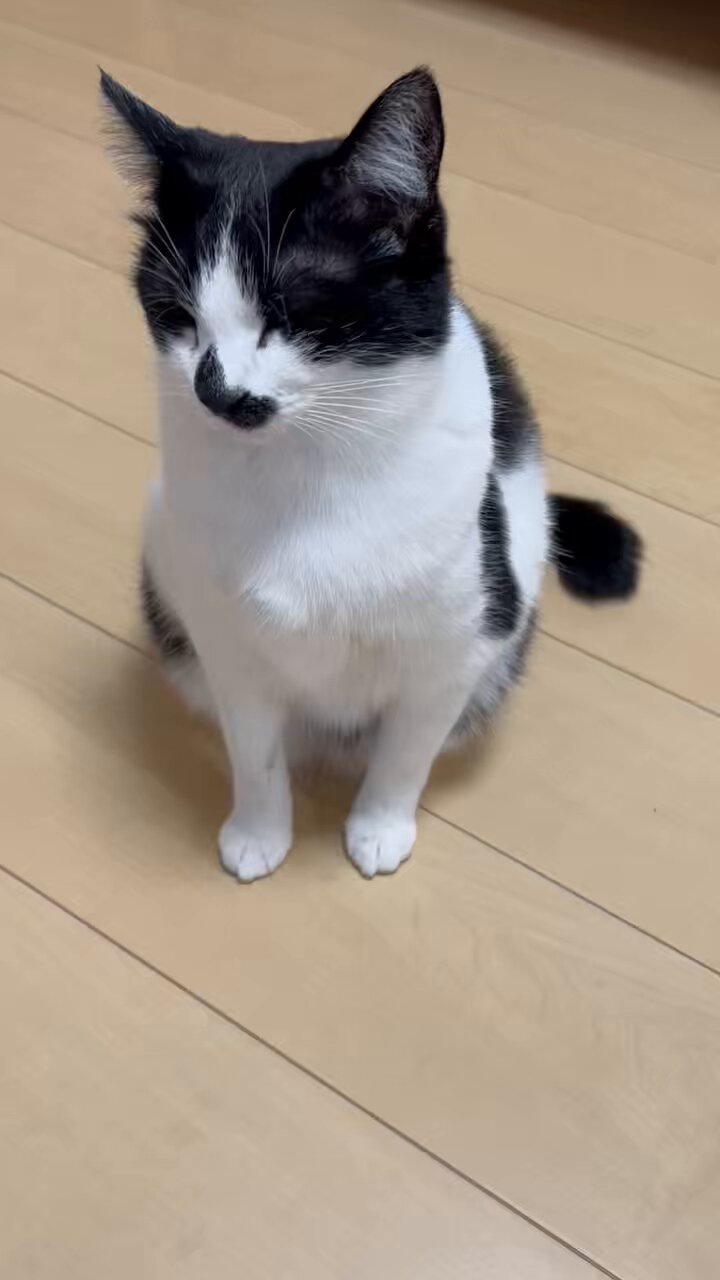 ねこてん Tenten（テンテン） | Nyarmes