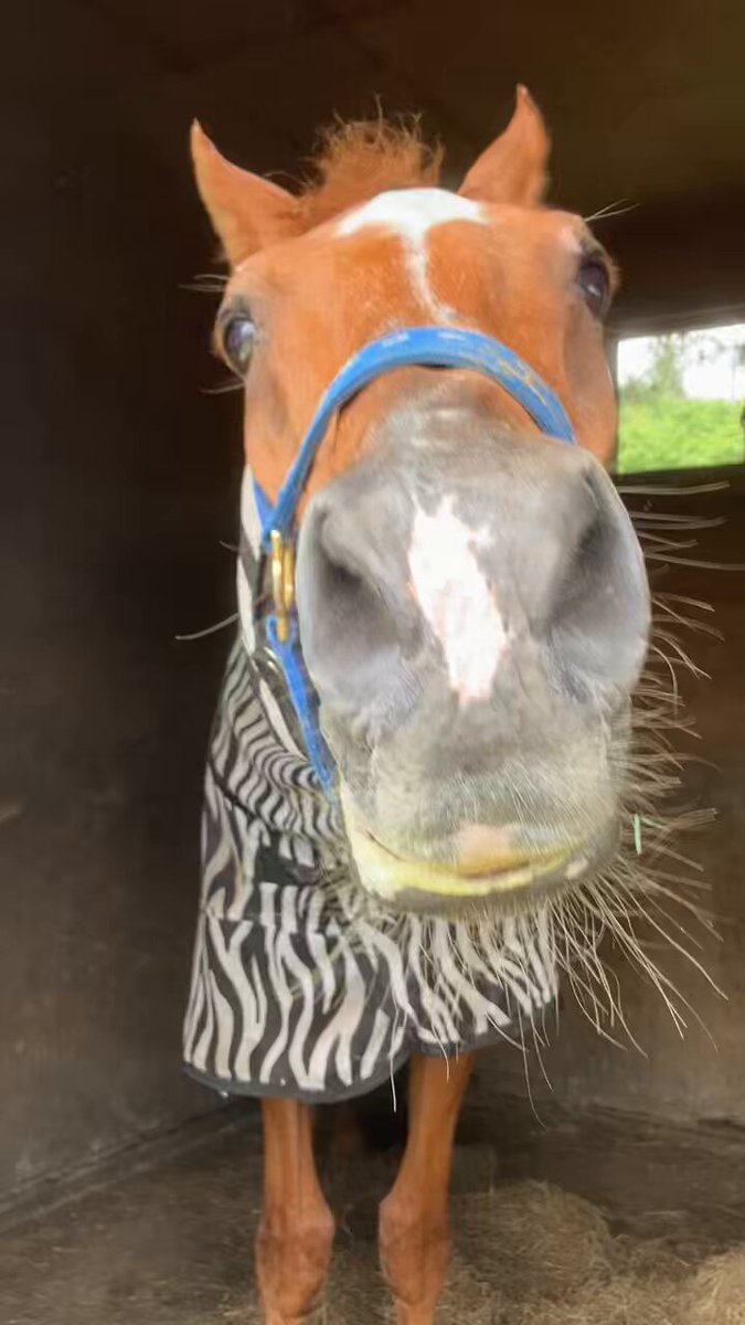 競走馬エアジハードぬいぐるみ 推し馬コレクション エアジハード マスコット | 馬site グッズを