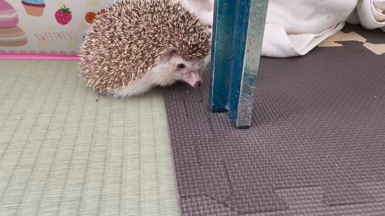 【メイタン様ご確認ページ】ハリネズミ メイタン様ご相談ページ】ハリネズミ