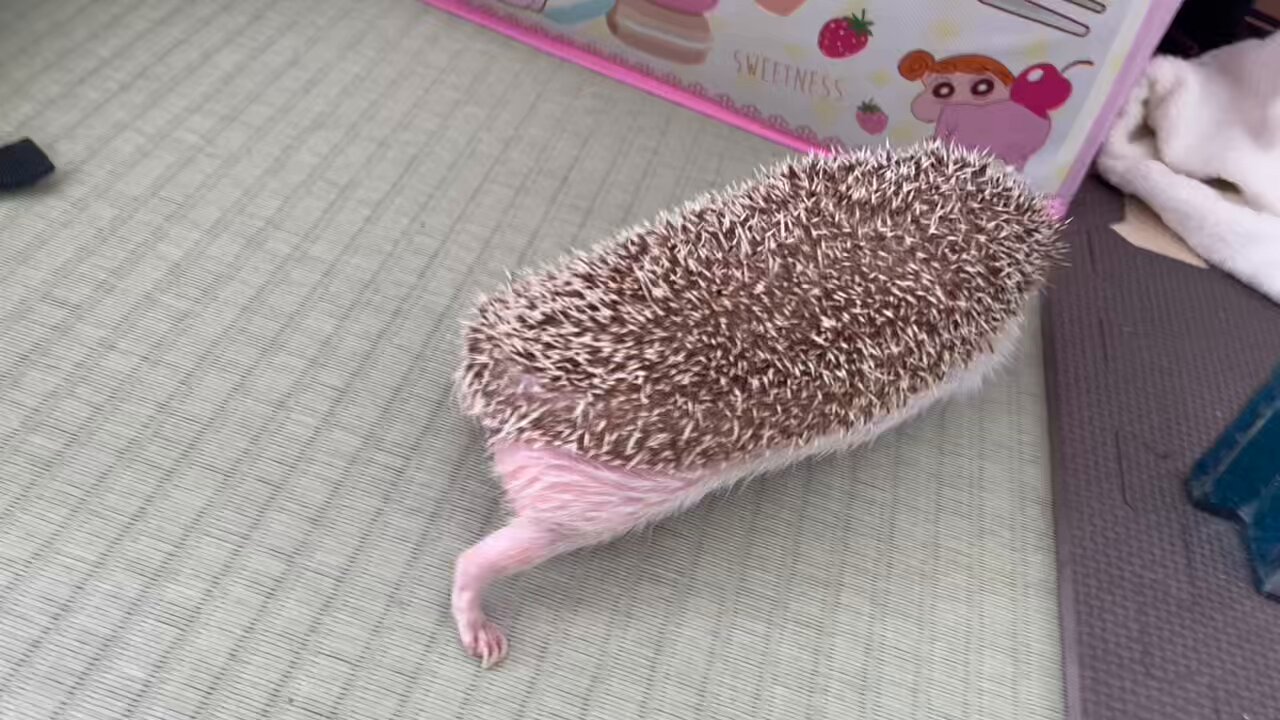 【メイタン様ご確認ページ】ハリネズミ 月額2,980円レンタルプラン：YA-MAN(ヤーマン) 頭皮ブラシ