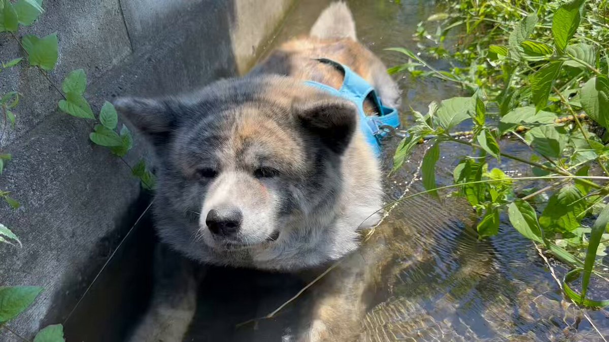 わふー on X: 