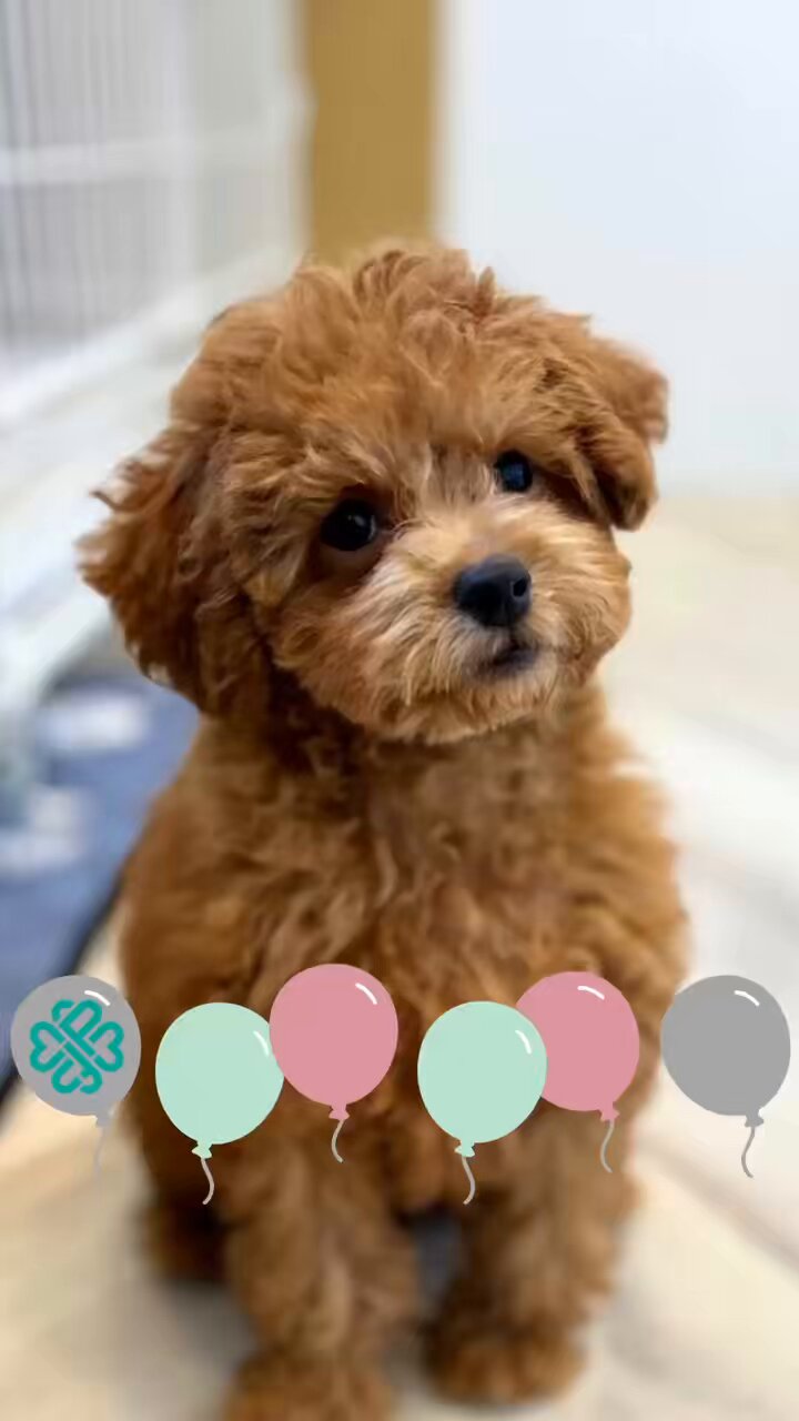トイプさん 関西でトイプードルの子犬を探す（143ページ目）｜ブリーダーナビ