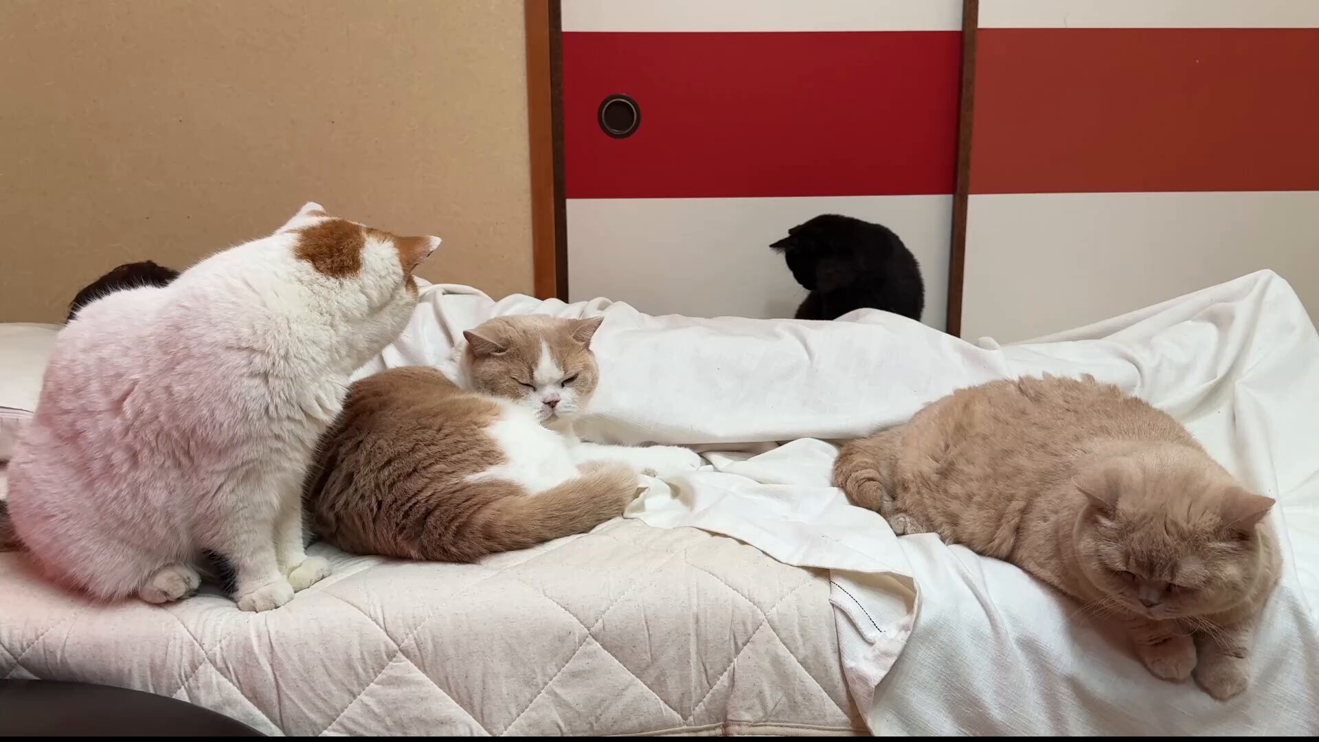 猫は液体 on X: 