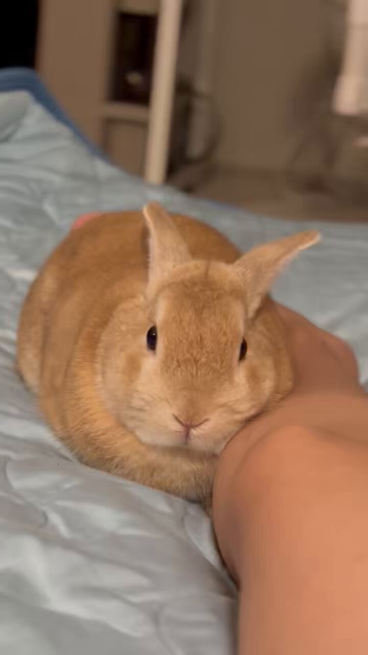 ちーちゃん ちーちゃん🐰 (@chiii_chanchan) / X