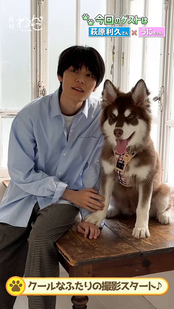 萩原利久さんが遊びにきてくれました！#shorts （#アラスカン