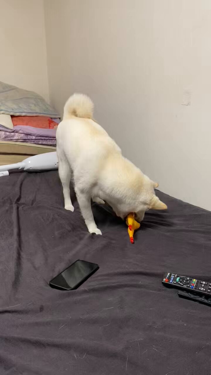 【ラブ自己紹介を見て下さいね♡】リヤドロ　犬「ここが好き」 LINE_ALBUM_R60208_240208_4-