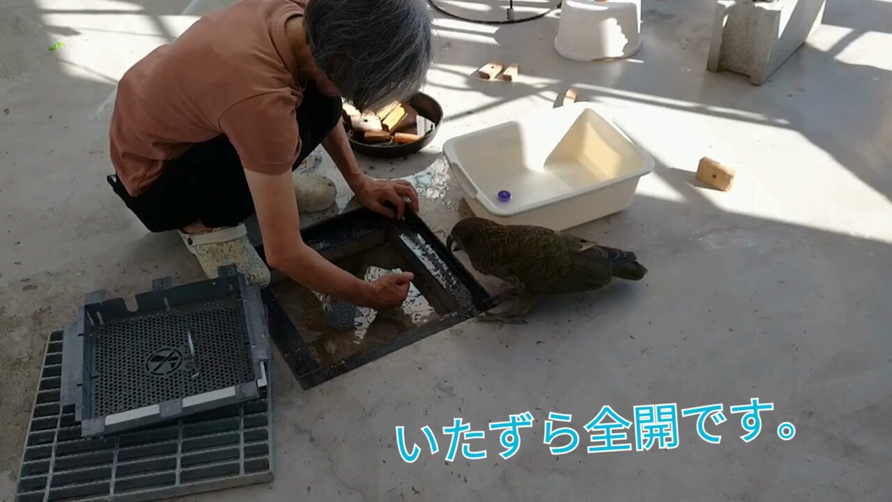 鳥好きっ！ 9999372【アメリペット・ミニ】大好きん ビーツ 12g 鳥専門店