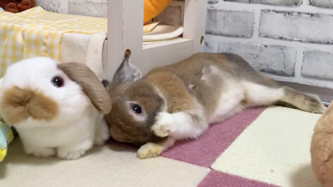 オーロラ　ミヨニ　犬✖️2・うさぎ✖️1 ホワイトタイガー ぬいぐるみ トラ オーロラワールド AURORA