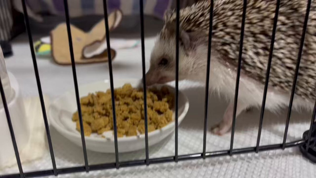 【メイタン様ご確認ページ】ハリネズミ 51Lo7tW2RGL._AC_SY200_QL15_.jpg