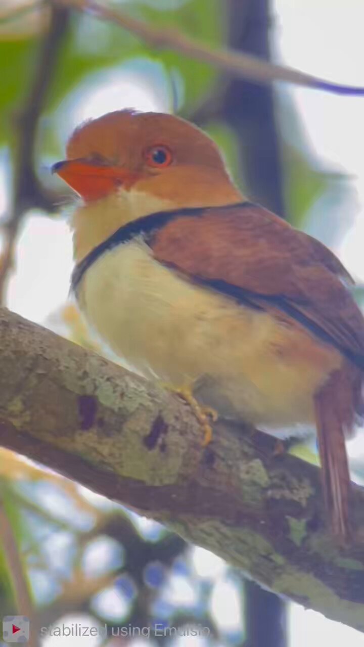Brazil bird ブラジル　バード　アキツユコ Brazil bird ブラジル バード アキツユコ - メルカリ