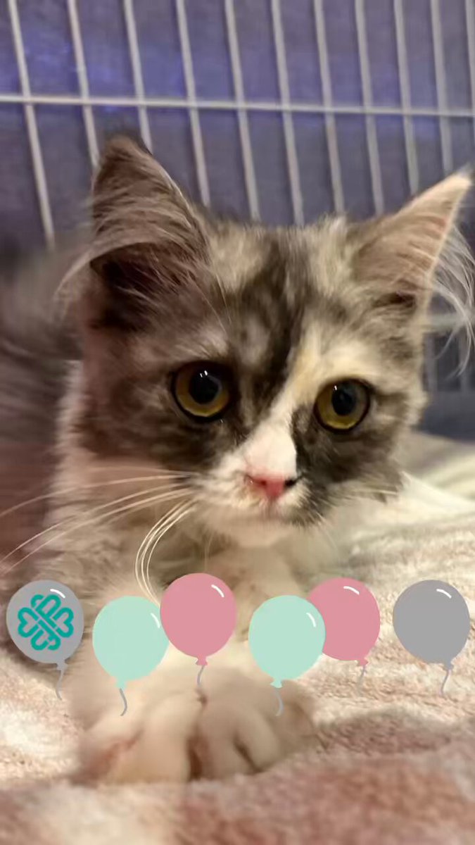 (ΦωΦ)(ΦωΦ)スナネコ(ΦωΦ)ベビーちゃん♥里親様募集♥猫 🍀petfelice🍀ﾍﾟｯﾄｻﾎﾟｰﾄｼｮｯﾌﾟ@埼玉県『与野駅』徒歩3分 on X