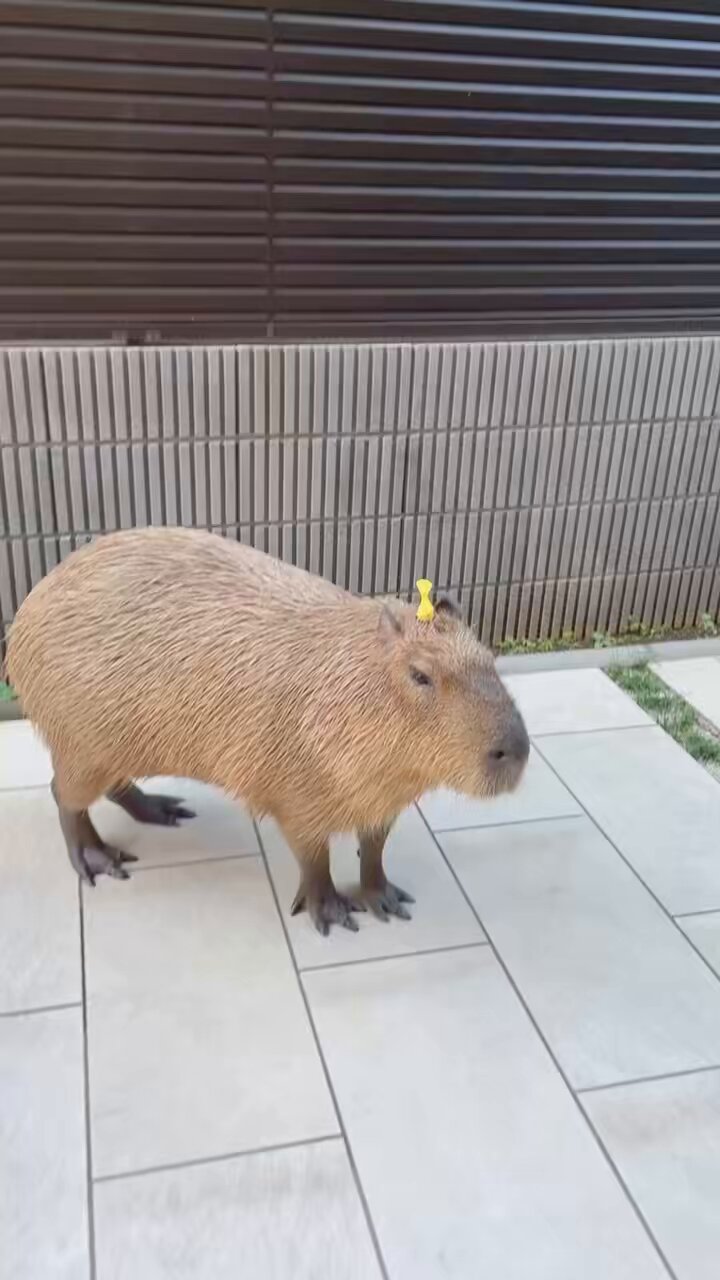 カピバラページ Capybara - Search / X