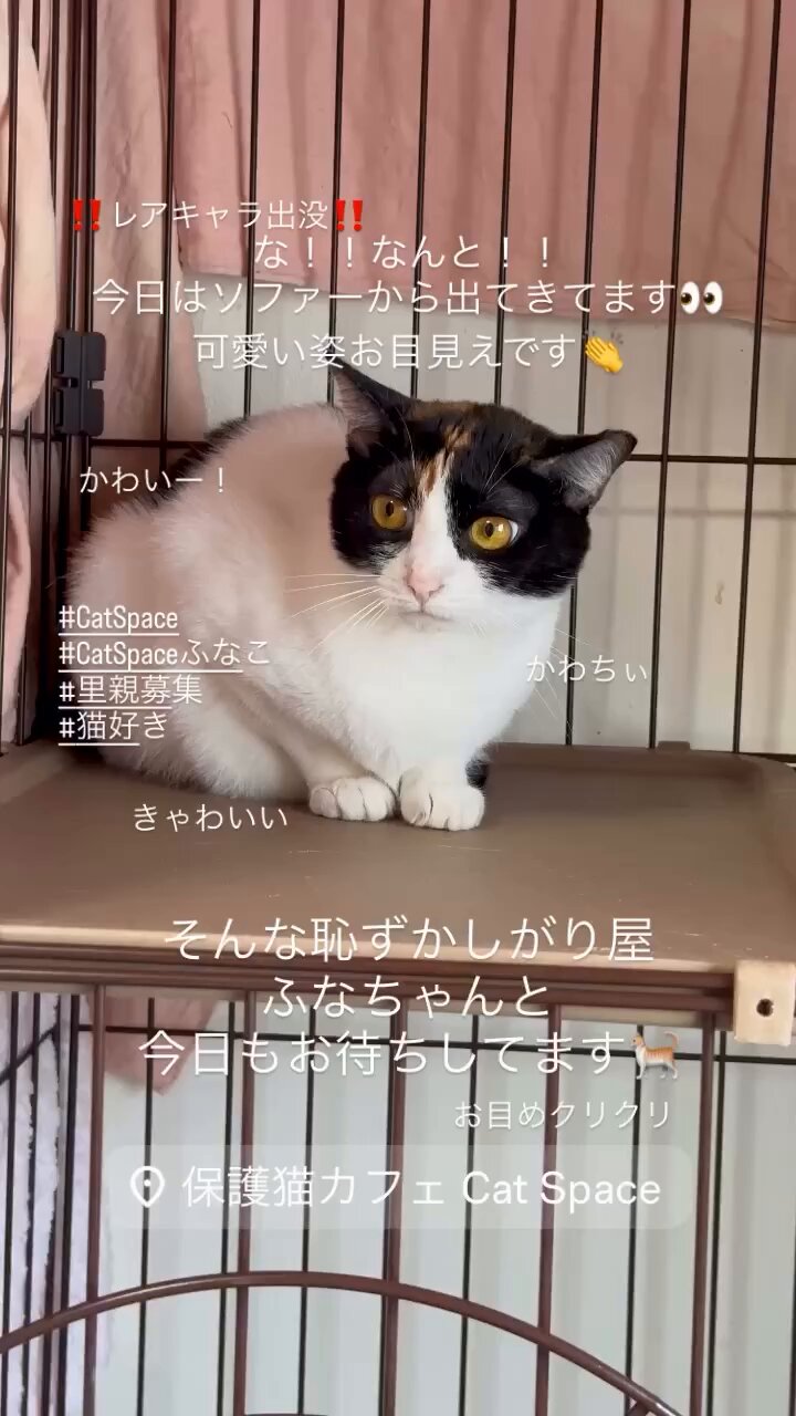(ΦωΦ)(ΦωΦ)スナネコ(ΦωΦ)ベビーちゃん♥里親様募集♥猫 ΦωΦ)(ΦωΦ)スナネコ(ΦωΦ)ベビーちゃん♥里親様募集♥猫