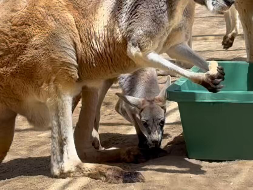 こちらはKangarooページです。 スニーカー キッズ ジュニア 走りやすい 歩きやすい 軽量 疲れ
