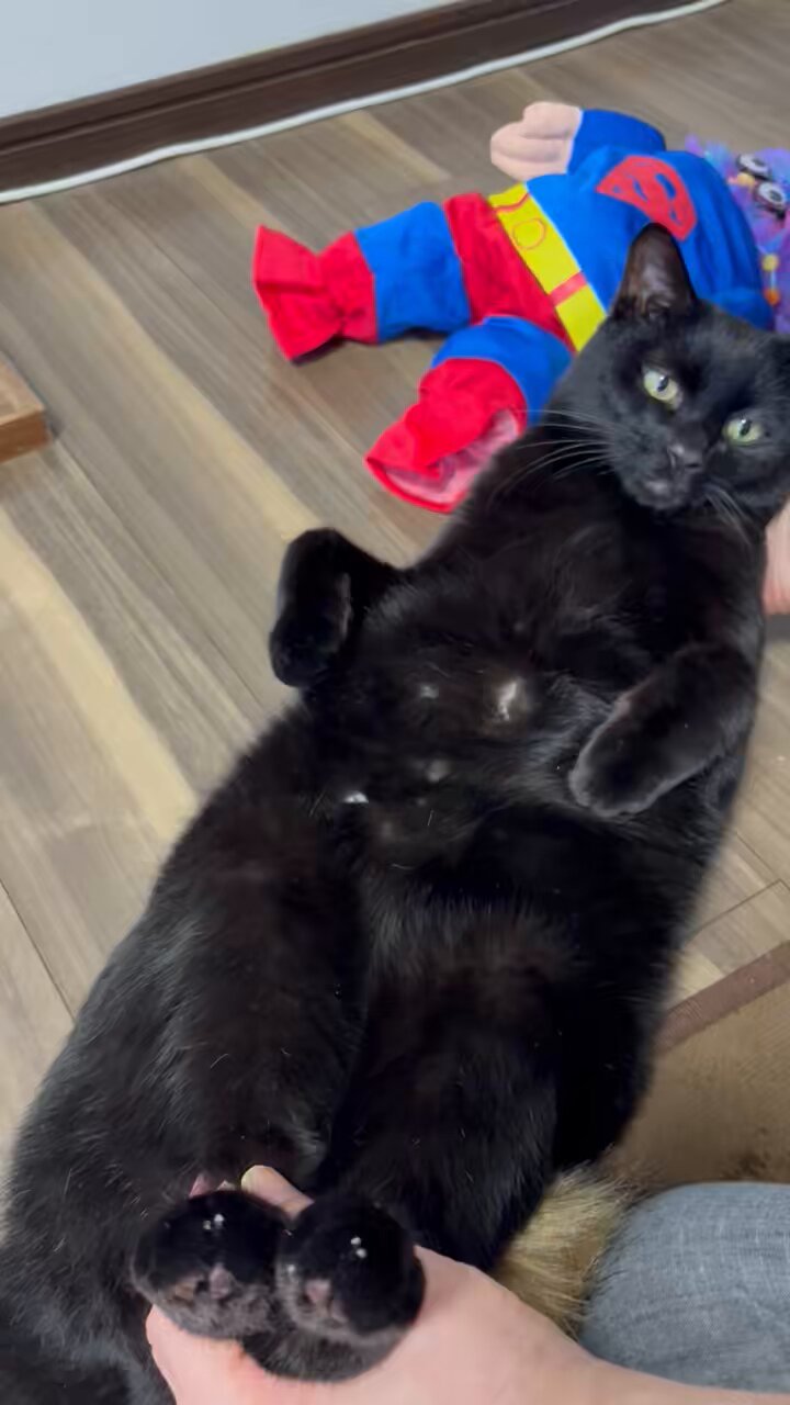 ねこ⭐︎° あるれるろ on X: 
